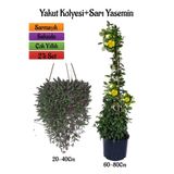 serada decor & plant Altın Yakut Kolyesi Çiçeği Askılı Saksıda + Sarı Yasemin Çiçeği Fidanı 2'li Bahçe Seti, Çok Renkli