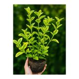 serada decor & plant Altuni Gold Taflan Çit Bitkisi, Sarı Taflan Fidanı, 30-40 cm, 1 Saksıda 3 Kök