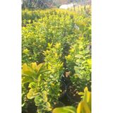 serada decor & plant Altuni Gold Taflan Fidanı, 30-40cm, Saksılı, Dış Mekan Bahçe Bitkisi