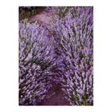 serada decor & plant Angustifolia Dar Yapraklı Lavanta Mor Renk, 15-20 cm, 30 Adet Fidesi