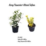 serada decor & plant Arap Yasemin + Altuni Taflan 2'li Set, 30-60cm, Çok Renkli