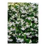 Serada Decor & Plant Arap Yasemin, Kokulu Arap Yasemin, 20 cm, Çok Renkli