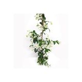 Serada Decor & Plant Arap Yasemin Kokulu Sarmaşık, Çok Renkli