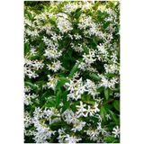 serada decor & plant Arap Yasemini, 50-70cm, Saksılı, Çok Renkli, Kokulu