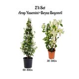 serada decor & plant Arap Yasemini + Beyaz Begonvil 2'li Peyzaj Seti, 60-80cm ve 30-50cm
