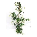 Serada Decor & Plant Arap Yasemini Beyaz Kokulu, 80-150 cm, Saksılı Dış Mekan Bitkisi