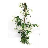 Serada Decor & Plant Arap Yasemini Beyaz Kokulu, 80-150 cm, Saksılı Dış Mekan Bitkisi