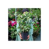 serada decor & plant Arap Yasemini Bol Kokulu, 30-32 cm Boy, Saksılı