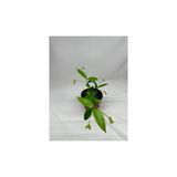 Serada Decor & Plant Arap Yasemini Fidanı Saksılı, Küçük Boy, Beyaz Çiçekli, Hızlı Büyüme