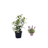 Serada Decor & Plant Arap Yasemini + Lavanta Çiçeği 2'li Set Dış Mekan Bitkisi