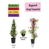 Serada Decor & Plant Arap Yasemini, Pembe Begonvil, Mezem Çiçeği Hediyeli, Çok Renkli, 50-80 cm