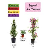 Serada Decor & Plant Arap Yasemini, Pembe Begonvil, Tül Çiçeği Hediyeli, 50-80 cm, Çok Renkli