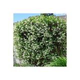 Serada Decor & Plant Arap Yasemini (Rhyncospermum jasminoides) 40-60cm, Hoş Kokulu Sarmaşık Bitkisi, Çok Renkli