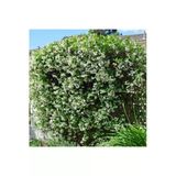 Serada Decor & Plant Arap Yasemini (Rhyncospermum jasminoides) 40-60cm, Hoş Kokulu Sarmaşık Bitkisi, Çok Renkli