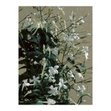 serada decor & plant Arap Yasemini Yasemin Fidanı, 40-60 cm, Saksılı, Çok Renkli