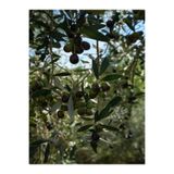 serada decor & plant Arbequina Bodur Zeytin Fidanı, 30-60 cm, 6 Adet Tüplü
