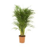 Serada Decor & Plant Areka Salon Palmiyesi, 90-105 cm, Yeşil