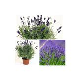 Serada Decor & Plant Aromatik Bitki Lavanta Fidanı Saksılı, Yoğun Kokulu, Mor
