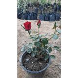 serada decor & plant Aşılı Gül, Canlı Kırmızı Renkli, 40-55 cm, 1 Adet
