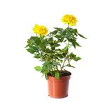 serada decor & plant Aşılı Sarı Gül Fidanı, 25-60 cm, 2 Adet Saksılı, Yellow Rose