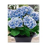 Serada Decor Plant Aşılı Tüplü Ebruli Mavi Ortanca Çiçeği Fidanı
