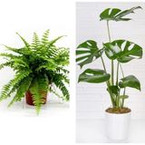 Serada Decor Plant Aşk Merdiveni Fujer Askılı Saksıda/deve Tabanı 60 cm 2'li Set Salon Ofis Bitkileri