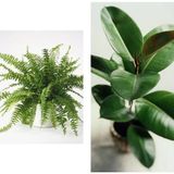 Serada Decor Plant Aşk Merdiveni Fujer Askılı Saksıda/kauçuk 60-70 cm 2'li Set Salon Ofis Bitkileri