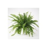 Serada Decor & Plant Aşk Merdiveni Fujer Nephrolepis Askılı Saksıda, Canlı İç Mekan Bitkisi