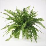 Serada Decor Plant Aşk Merdiveni Fujer Nephrolepis Makrome Saksıda Ev Bitkisi Ofis