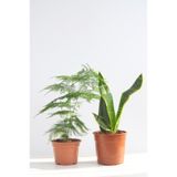 Serada Decor & Plant Asparagus Sansevieria İç Mekan Bitkisi, 2 Adet Saksılı Set, 5-15 cm