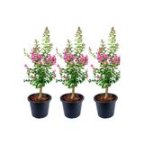 serada decor & plant Avantajlı Hoş Kokulu 3 Adet Pembe Oya Ağacı Fidanı 30-65cm Tüplü saksılı (LACEBARK PİNE SAPLİNG)