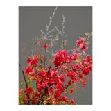 serada decor & plant Bahar Dalı Ağacı Fidanı, 40-80 cm, Tüplü Dış Mekan Ağaç Süs Bitkisi, Japon Ayvası, Kırmızı