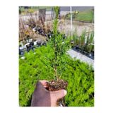 Serada Decor Plant Bahçe Dekorasyon Leylandi Çam Fidanı 20 Adet Tüplü (10-30CM) Cupressus