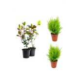 Serada Decor Plant Bahçe Peyzaj Seti 2 Adet Alev Çalısı+ 2 Adet Limoni Servi Fidanı