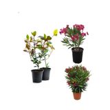 Serada Decor & Plant Bahçe Peyzaj Seti, 2 Adet Alev Çalısı + 2 Adet Pembe ve Kırmızı Zakkum Çiçeği, 40-50 cm