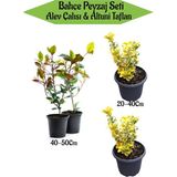 Serada Decor Plant Bahçe Peyzaj Seti 2 Adet Alev Çalısı+2 Adet Altuni Taflan Fidanı