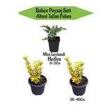 serada decor & plant Bahçe Peyzaj Seti, 2 Adet Altuni Taflan Fidanı + Hediye Mini Leylandi Fidanı, 30-40cm