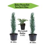 serada decor & plant Bahçe Peyzaj Seti, 2 Adet Kara Servi Fidanı 40-50cm, Hediye Mini Leylandi Fidanı 15-25cm