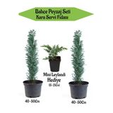 serada decor & plant Bahçe Peyzaj Seti, 2 Adet Kara Servi Fidanı 40-50cm, Hediye Mini Leylandi Fidanı 15-25cm