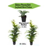 serada decor & plant Bahçe Peyzaj Seti, 2 Adet Leylandi Servi Fidanı + Hediye Mini Leylandi Fidanı, 40-50cm