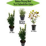 Serada Decor Plant Bahçe Peyzaj Seti 2 Adet Yeşil Taflan+1 Adet Alev Çalısı+ Hediye Biberiye