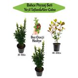 Serada Decor Plant Bahçe Peyzaj Seti 2 Adet Yeşil Taflan+1 Adet Alev Çalısı+ Hediye Buz Çiçeği