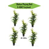 Serada Decor & Plant Bahçe Peyzaj Seti, 5 Adet Leylandi Fidanı, 40-50 cm