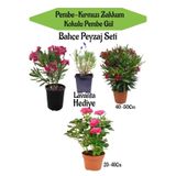 Serada Decor & Plant Bahçe Peyzaj Seti, Pembe Zakkum, Kırmızı Zakkum, Pembe Gül Fidanı, Lavanta Hediye