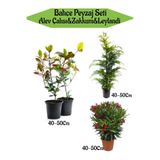 Serada Decor & Plant Bahçe Seti, 2 Adet Alev Çalısı, 1 Adet Leylandi Fidanı, 1 Adet Kırmızı Zakkum Fidanı, 40-50 cm
