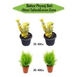 Serada Decor & Plant Bahçe Seti, 2 Adet Altuni Taflan + 2 Adet Limoni Servi Fidanı, 20-40cm
