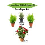 serada decor & plant Bahçe Seti, 2 Adet Limoni Servi Fidanı, 1 Adet Kırmızı Gül Fidanı, Hediye Biberiye