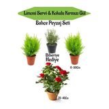 serada decor & plant Bahçe Seti, 2 Adet Limoni Servi Fidanı, 1 Adet Kırmızı Gül Fidanı, Hediye Biberiye