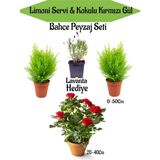 Serada Decor Plant Bahçe Seti 2 Adet Limoni Servi Fidanı+ 1 Adet Kırmızı Gül Fidanı+Hediye Lavanta