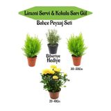 serada decor & plant Bahçe Seti, 2 Adet Limoni Servi Fidanı, 1 Adet Sarı Gül Fidanı, Hediye Biberiye